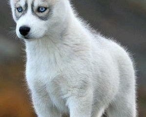 doggie